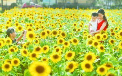 衡阳土地流转，农业现代化与乡村振兴的新引擎