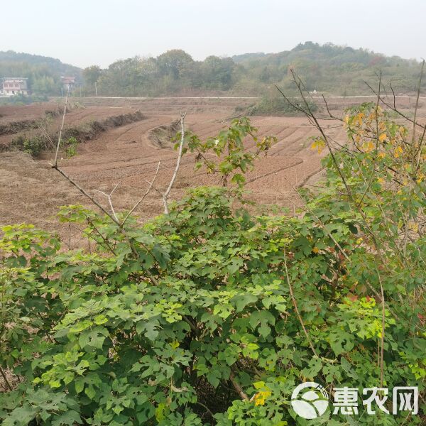 淮南土地流转，农业现代化与乡村振兴的助推器